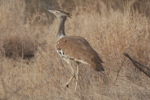 Riesentrappe